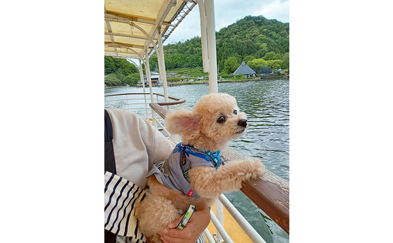 若狭町観光船レイククルーズ乗船利用券 遊覧船 若狭湾 福井県
