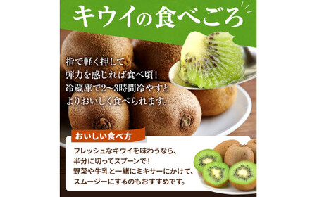 【先行予約】 先行予約！和歌山県産 秀品 キウイフルーツ 大玉15個入 こだわり農家厳選  【2026年12月中旬～2027年1月中旬頃順次発送】/ キウイ キウイフルーツ 果物 フルーツ おやつ【k