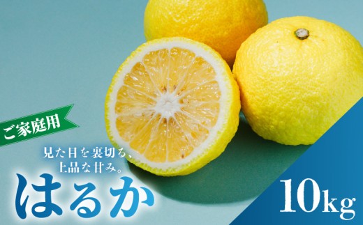 【2027年2月中旬から順次発送】はるか 10kg  家庭用  B品 |  みかん ワケアリ 訳あり 柑橘 果物 おすすめ お取り寄せ グルメ ギフト 期間 ご当地 愛媛県 松山市 蓮果園