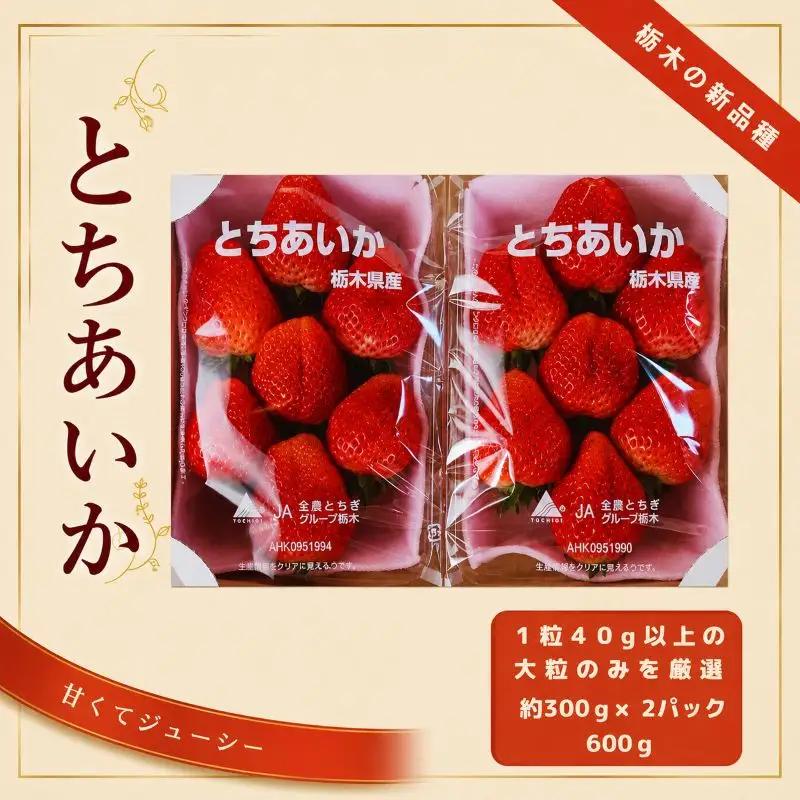 朝獲れ新鮮 特大とちあいか600g｜いちご イチゴ 苺 フルーツ 果物 産地直送 とちあいか 矢板市産 栃木県産 関農園