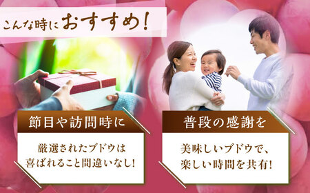 【2025年先行予約】【数量限定】【贈答用】リピーターが続出中！クイーンニーナ 1房（約500g）秀品・化粧箱入り 島根県雲南市/ギアファーム[AIAB005]