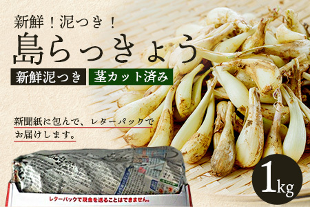 石垣島産 島らっきょう1000g 《2025年3月上旬～順次発送予定》 ｜沖縄 石垣 野菜 らっきょう 島らっきょう 産地直送 1kg SI-101