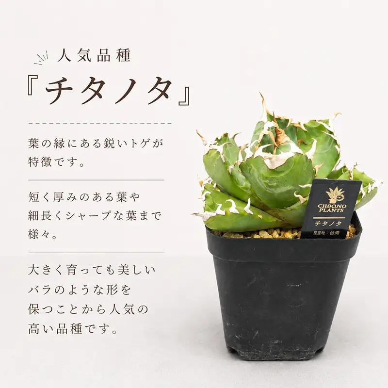 アガベ 5種 チタノタ 観葉植物 多肉植物