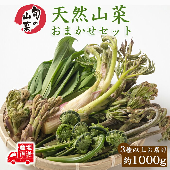 【ふるさと納税】 ＜早期予約＞ 山菜 さんさい 期間限定 天然山菜 食べ比べ セット 約1000g 品種はおまかせ ※3～5品種 ／ 春の山菜 春の味覚 春の味 春の野菜 春 季節物 詰め合わせ 詰合わせ 季節限定 数量限定 おすすめ 岩手県 八幡平市 産地直送 送料無料 じじちゃん