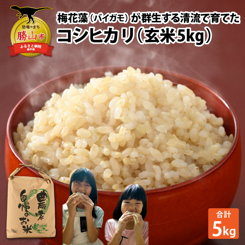【ふるさと納税】【先行予約】令和7年産 梅花藻が群生する清流で育てたコシヒカリ（玄米 5kg） ※2025年9月下旬以降順次発送予定 | 新米 国産 福井県産 米 お米 おこめ ブランド米 ごはん ご飯 お取り寄せ 直送 5kg 5キロ 1袋 袋包装 人気 品種 おいしい 送料無料