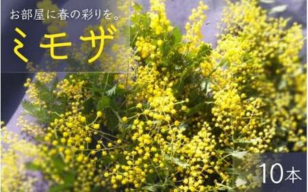  ～ 春の訪れ ～ ミモザ 10本入り〈なかやFarm 和歌山県 紀美野町〉/   癒し 植物 プランター フラワー プラント 花瓶  アカシア ミモザ ハーブ プレゼント ギフト 【nkf948-mimo-10】
