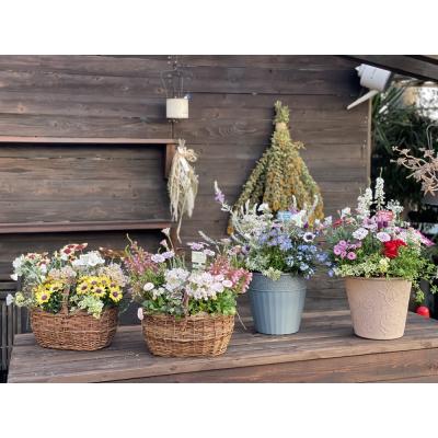 ふるさと納税 焼津市 季節のおまかせ寄せ植え(a21-055) |  | 01