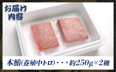 本まぐろ 養殖 中トロ 約500g 2冊 - 鮪 まぐろ 寿司 刺身 海鮮丼 漬け丼 カルパッチョ おつまみ 海産物 魚介 海の幸 本鮪本鮪本鮪本鮪本鮪本鮪本鮪本鮪本鮪本鮪本鮪本鮪本鮪本鮪本鮪本鮪本鮪