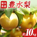 【ふるさと納税】N04 梨 なし 豊水 10kg フルーツ 先行予約 2024年 8月 下旬頃 栃木県