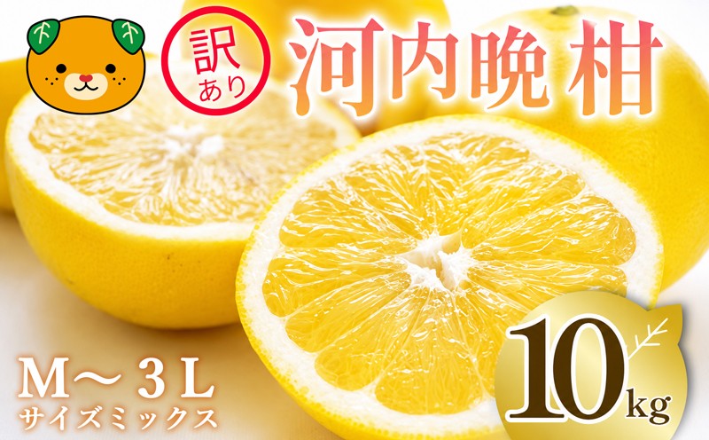 
                   訳あり 河内晩柑 10kg サイズミックス 家庭用 樹齢 20年 以上 古木 和製 グレープフルーツ 愛南ゴールド 直送  フルーツ 人気 柑橘 爽やか 甘み ジューシー 果汁 旬の果物 くだもの みかん サイズ不揃い 産地直送 農園直送 春 味覚 初夏 デザート ジュース おすすめ 生搾り デザート ゼリー 愛媛県 愛南町 清家ばんかんビレッジ
                