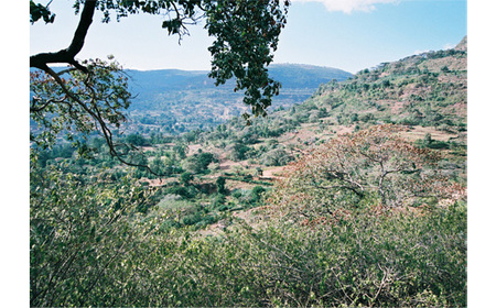 No.466-01 自家焙煎コーヒー　ジャマイカ　ブルーマウンテンNo．1　ウォシュド（豆のまま）