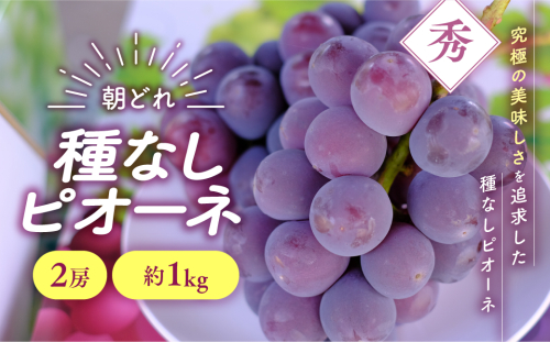 【✩先行予約✩2025年/令和7年発送分】種なしピオーネ2房　約1kg　人気　おすすめ　国産　贈答　ギフト　お取り寄せ　　山梨県産　産地直送　フルーツ　果物　くだもの　ぶどう　ブドウ　葡萄　ピオーネ　新鮮