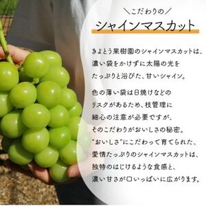 【きよとうファーム】葡萄の宝石箱トリオ(シャインマスカット入り3品種詰合せ)(岡山県産)【配送不可地域：離島】【1606494】