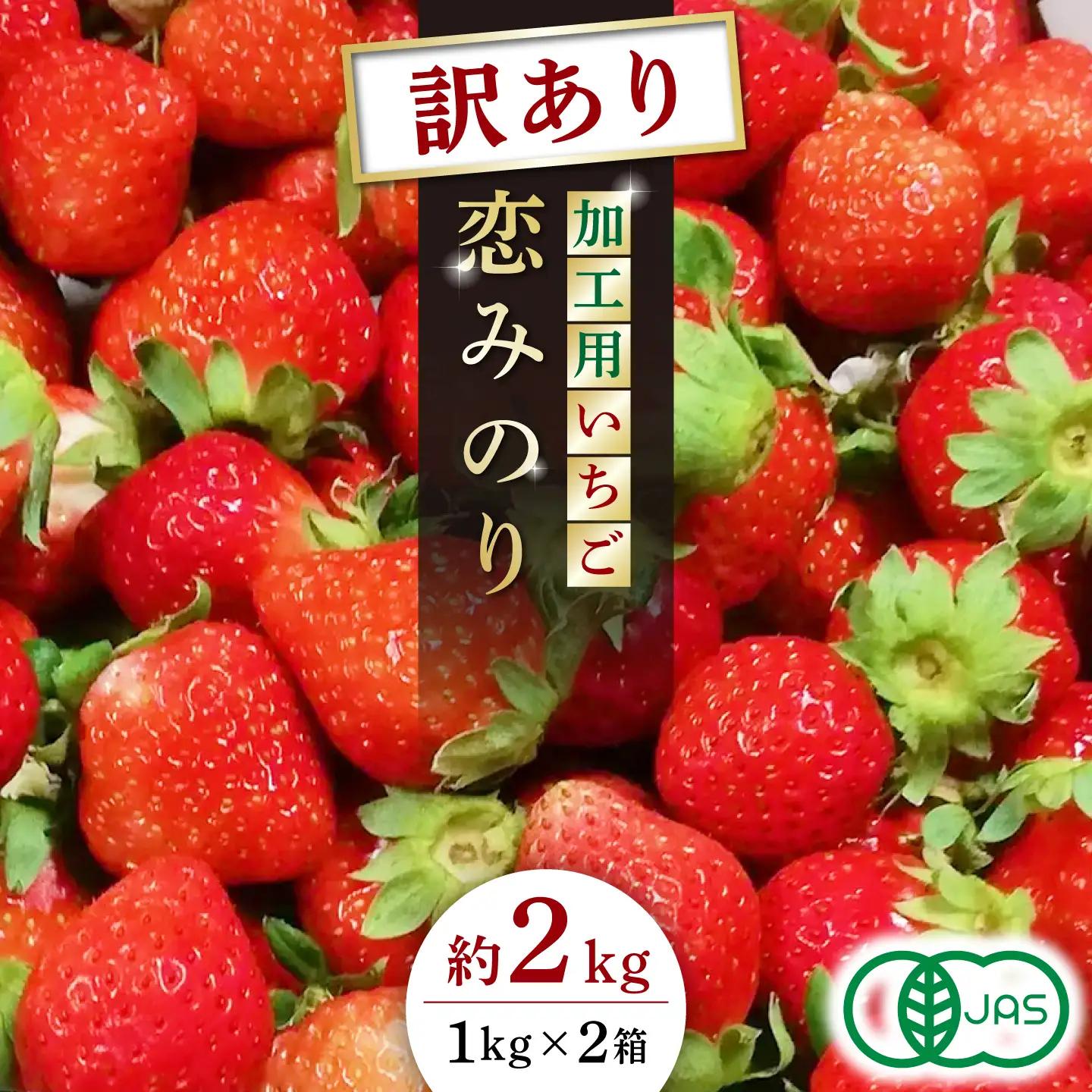 訳あり加工用いちご先行予約 恋みのり約2kg（1kg×2箱）有機栽培いちご苺イチゴZBB012