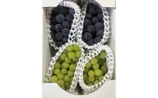 【先行予約】【先行予約】ぶどう白・黒詰め合わせ2〜3種（1.4kg以上）（2026年8月上旬～発送）　SF00037