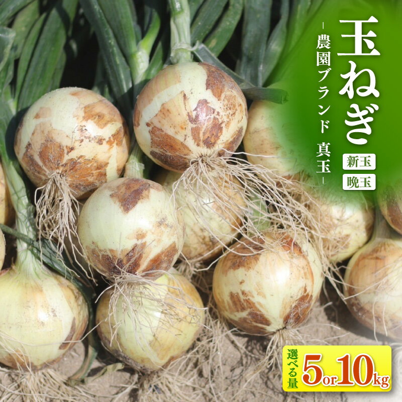 【ふるさと納税】口に広がる優しい甘さの玉ねぎ 《 真玉 》【選べる内容量：5kg・10kg】期間限定！ タマネギ 野菜 季節によって新玉か晩玉かお届けが異なります。しんぎょく たまねぎ 新鮮野菜 《受付期間：2026年6月15日まで》S097-SKU