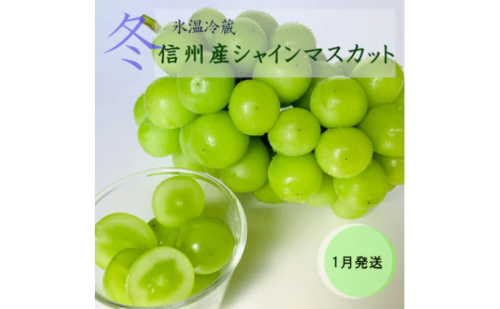 【2026年1月より順次発送】信州産冷蔵シャインマスカット 1房（600g以上）大粒＆大房 果物 ぶどう フルーツ みずみずしい 長野県産 食後 デザート