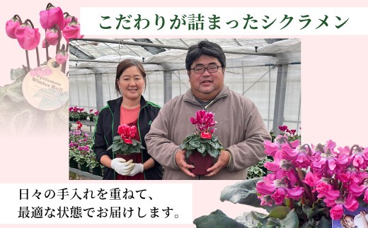 【カラー：パープル】11月中旬から順次発送★農林水産大臣賞受賞 ＼選べるカラー／ 愛知県産 シクラメン ５号鉢 中輪パピ 花 ピンク パープル ワインレッド 白 赤 プレゼント 贈り物 鉢花 鉢 ガー