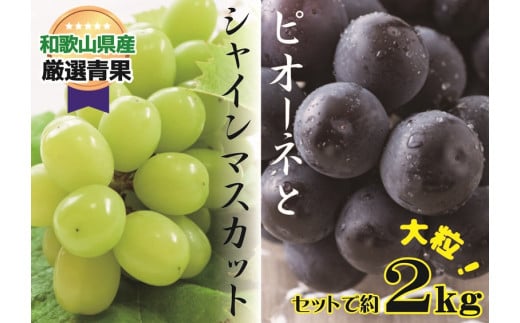 大人気 ぶどう セット 約2kg入 シャイン＆ピオーネ 【2026年8月上旬～8月下旬頃発送予定】/ 和歌山県 かつらぎ町 産地直送 マスカット ぶどう 葡萄 甘い ジューシー ピオーネ 高糖度 2026年【A218-frks114】
