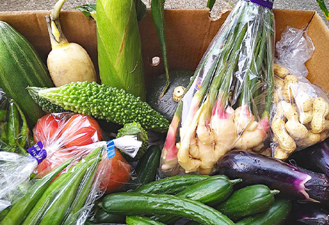 【1日限定5セット】南房総-鴨川の朝採れ野菜セット [0014-0027] １回発送