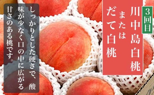 小布施町 桃の食べ比べ定期便 約1.8kg×3回 ［小布施屋］ 桃 もも モモ フルーツ 果物 冷蔵便 クール便 長野県産 令和7年産【2025年7月末～9月上旬発送】