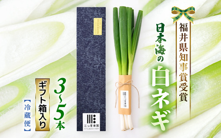 【先行予約】 福井県知事賞受賞！日本海の白ネギ（ギフト箱） 3本～5本 【2025年9月下旬以降順次発送予定】 【長ネギ 長ねぎ 葱 長葱 白葱 野菜 鍋 贈答 ギフト】 [A-2610]