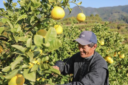 浜田農園の土佐文旦10kg家庭用
