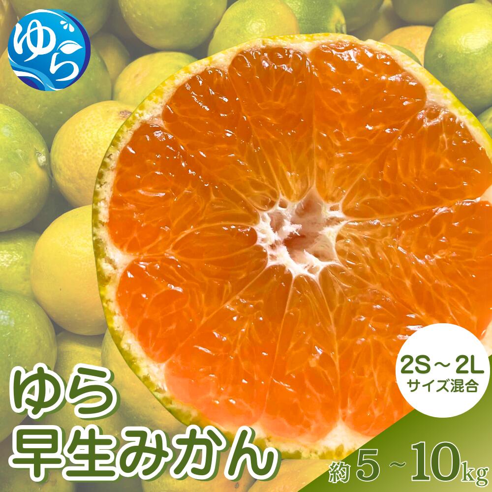 【ふるさと納税】 ゆら早生みかん 【選べる容量】約5kg 約7.5kg 約10kg 【先行予約】※2025年10月中旬～10月下旬順次発送農家直送 / くだもの 果実 柑橘 果物 フルーツ 国産 和歌山県 由良町 ご家庭用 人気 おすすめ