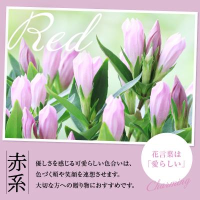 ふるさと納税 米沢市 【先行受付】 りんどう 赤系 1束 10本入り 切花   2026年8月上旬〜9月中旬お届け予定 |  | 02