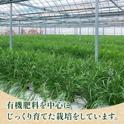 ふるさと納税 香南市 ニラ にら 1kg(100g×10束) 香南市産のニラ kk-0001 |  | 01