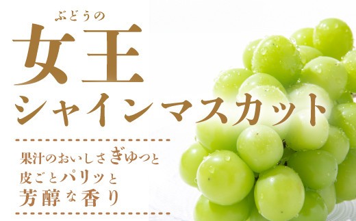 【特別寄付額10000円→9000円】シャインマスカット 約1.2kg 2～3房 ご家庭用 佐賀県産 【先行予約 2026年8月上旬以降発送】| シャインマスカット 2026 シャイン マスカット ぶ