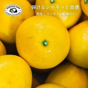 【木成り完熟】新口農園厳選 文旦 5kg【C70-31】【1470650】