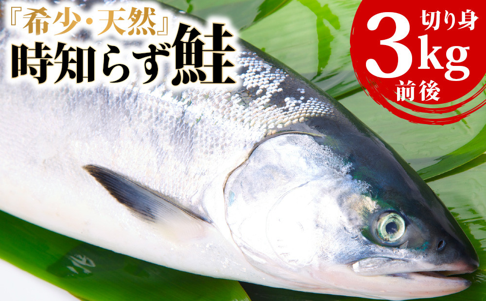 
            『希少・天然』時知らず鮭3kg前後_ 時知らず 鮭 3kg 北海道 サケ 希少 天然 冷凍 ギフト プレゼント 贈り物 人気 おすすめ 送料無料 冷凍 
          