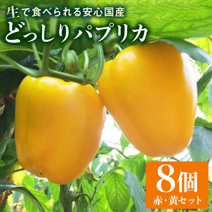 【ふるさと納税】肉厚 パプリカ 8個 福岡県 糸島産 シーブ 糸島市 [AHC031] 18000円 野菜 ピーマン