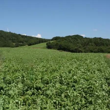 【岩手県 遠野産】菊池農産の干し大根(太切り)40g×10袋 / 道の駅遠野風の丘【1532250】