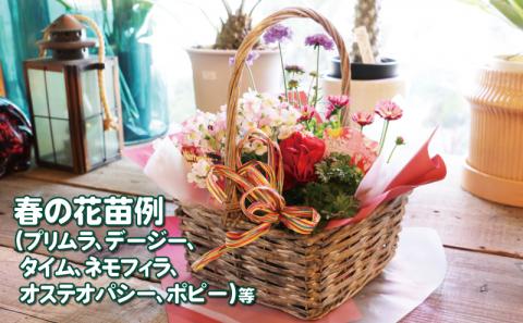 季節の花苗のバスケット ポピー Flowershop Poppy 花苗 花 苗  バスケット 生花 誕生日 記念日 プレゼント Flower フラワー  国産 愛媛 宇和島 K012-125002