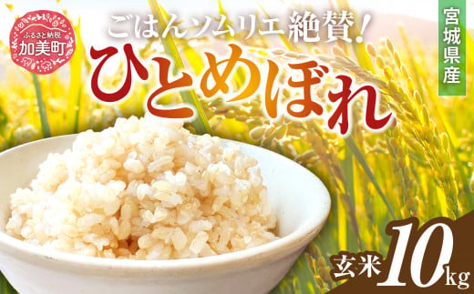 玄米 令和7年産 宮城県加美町産ひとめぼれ 10kg [菅原商店 宮城県 加美町]  |sg-hb10-gn-r7