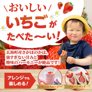 ★予約受付★渡邉農園 佐賀県玄海町産いちご「さがほのか」2025年1月～4月順次配送【D016】