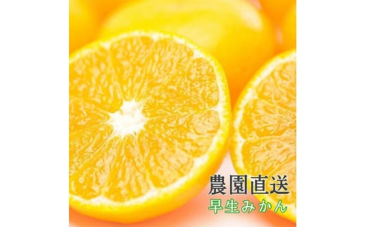早生みかん 約7kg 大玉 2L・3Lサイズおまかせ 《ご家庭用》 ちょっと訳あり 和歌山県産 農園直送 まごころ産直みかん 【北海道・沖縄県・一部離島 配送不可】大きい 蜜柑 温州みかん わけあり 訳アリ