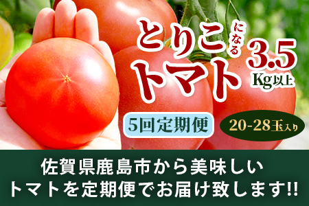 【先行予約】たにぐちファーム とりこになるトマト 【3.5kg以上×5回定期便】【2024年12月から出荷】 Ricotomato とりこになる トマト [定期便 野菜定期便 定期 野菜 トマト 新鮮