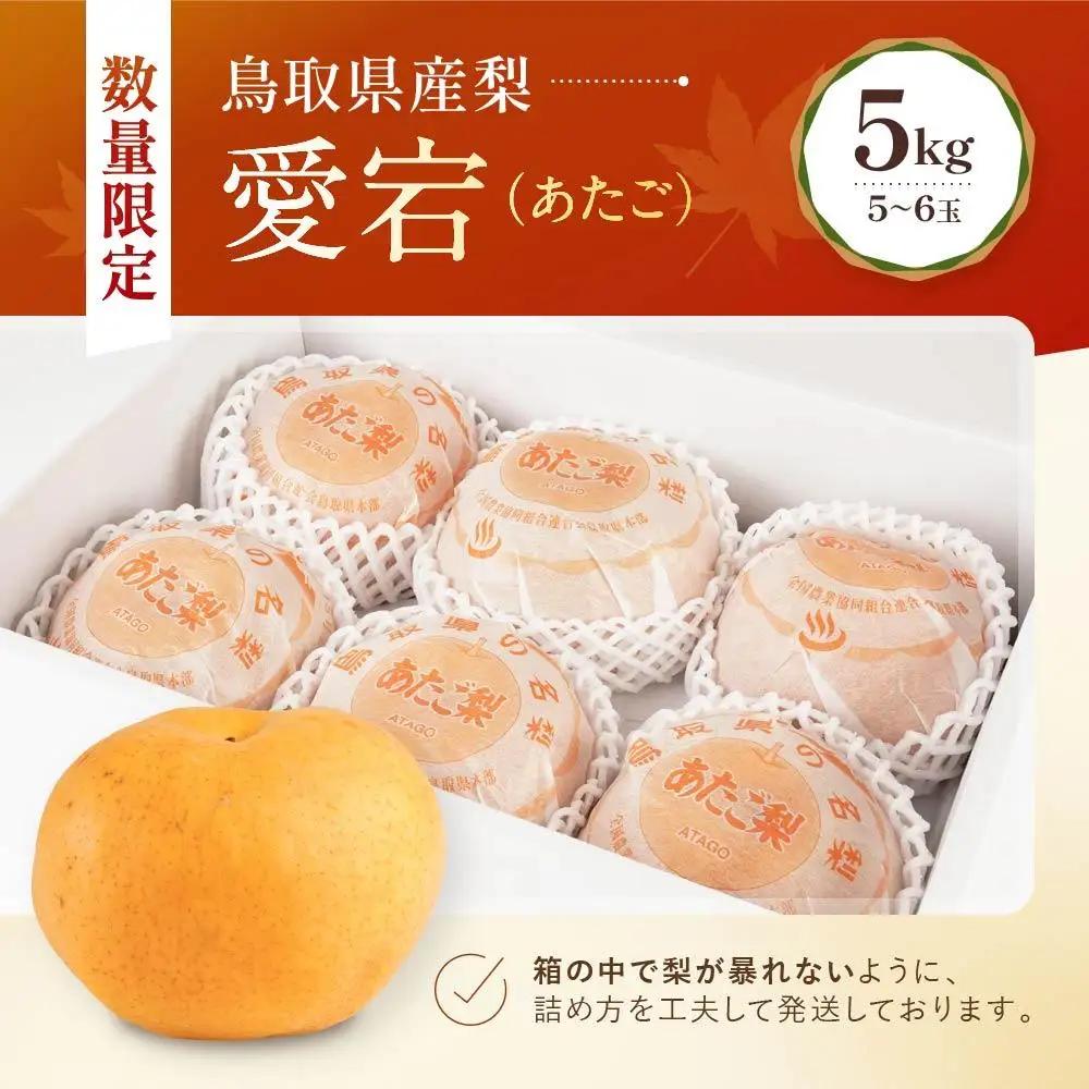 愛宕 5kg 5～6玉 先行予約 数量限定 鳥取県産 梨 梨