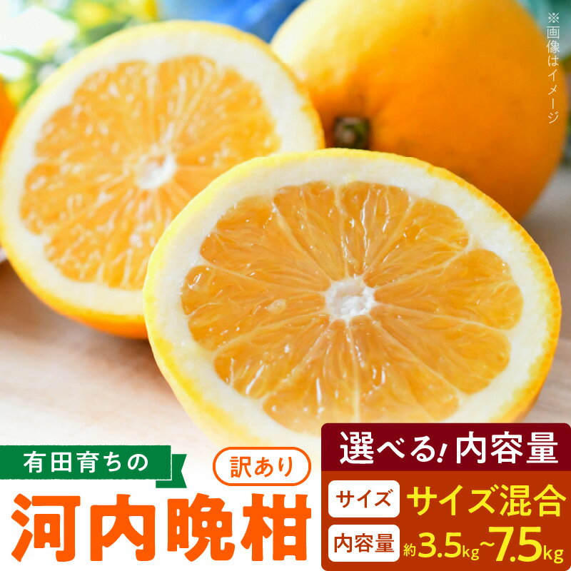 【ふるさと納税】有田育ちの 河内晩柑 【訳あり 家庭用】3.5~7.5kg 選べる内容量 (サイズ混合)【ミカン 蜜柑 灘オレンジ サウスオレンジ 柑橘 フルーツ 和歌山 有田】