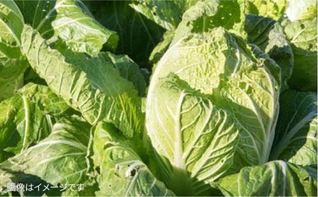 【 全3回 定期便 】【 福岡県 糸島産 】 朝採れ 野菜 セット （ 12品 前後 ） 《糸島》【オーガニックナガミツファーム】 	[AGE024]