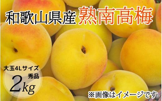 【梅干・梅酒用】大玉4Lサイズ2Kg熟南高梅 赤秀品＜2025年6月上旬～7月上旬ごろに順次発送予定＞/ 梅 梅干し ウメ 青梅 生梅 梅シロップ うめ 生梅 梅酒 梅ジュース 南高梅 フルーツ 果物