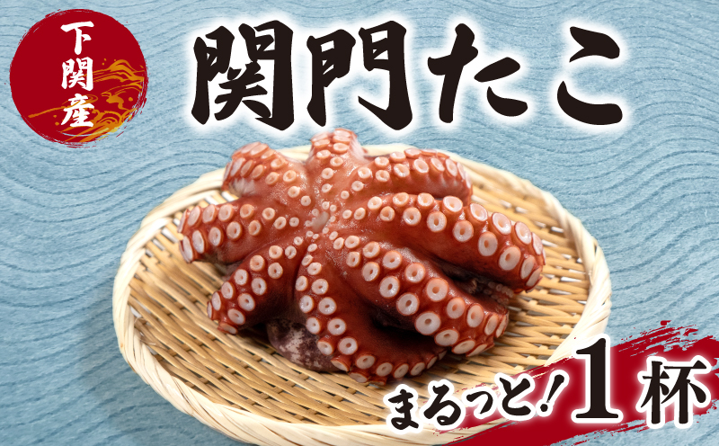 関門 たこ タコ 蛸 真だこ マダコ 1杯 1匹 冷凍 真空 刺身 たこ焼き 下関 山口