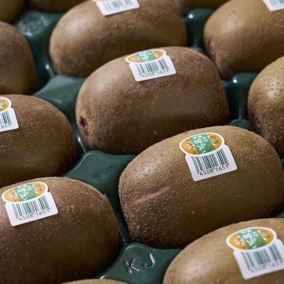 ふるさと納税 大任町 【先行受付】福岡産ブランドキウイ・甘うぃ12-15玉箱(約1.5kg)(大任町) |  | 01