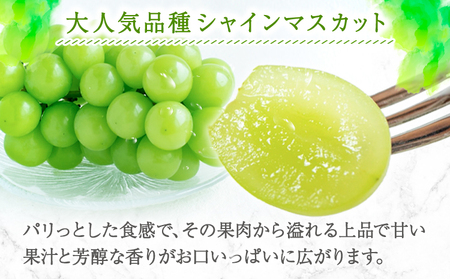 紀州和歌山産 シャインマスカット 約1kg マスカット