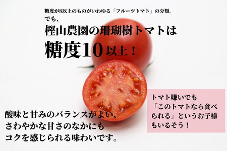 【2024先行予約】珊瑚樹トマト S特選 約1kg【糖度10度以上】※2024年春発送＜5月下旬発送＞(トマト フルーツトマト 大人気トマト 人気トマト 大容量トマト 冷蔵トマト 国産トマト 珊瑚樹ト