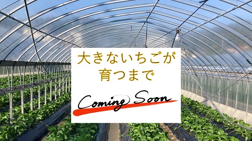 超特大いちご(章姫)　400g以上(6〜8粒、1粒50g以上)・O039-15 ／オオダケイチゴ 