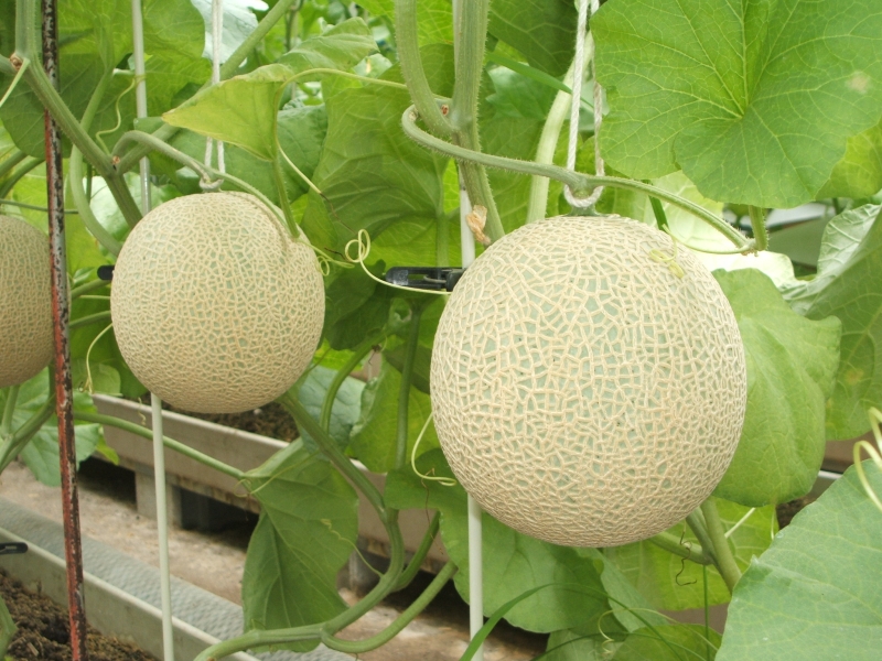 【2026年7月上旬より順次発送】静岡県浜松市産マスクメロン1.5kg×3個